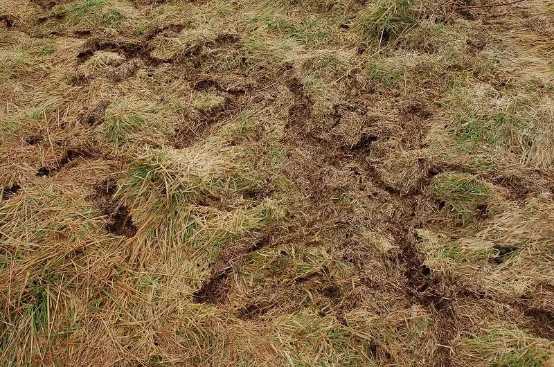 Winding vole runways cut through a dormant lawn