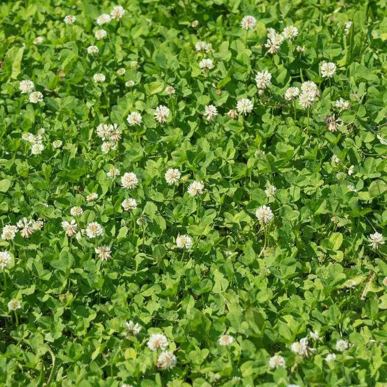 Lawn thick with white clover leaves and flowers