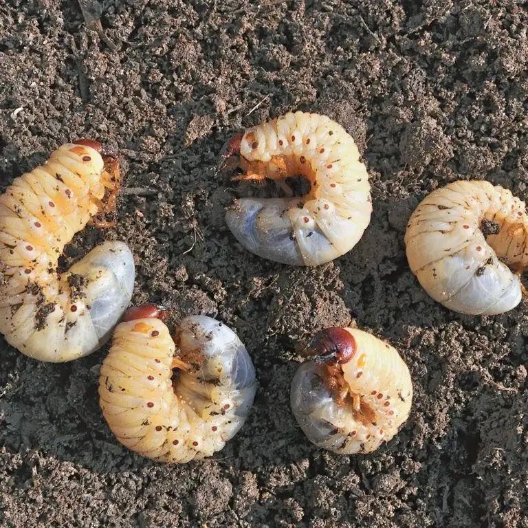 White grubs with brown heads curled on dark soil