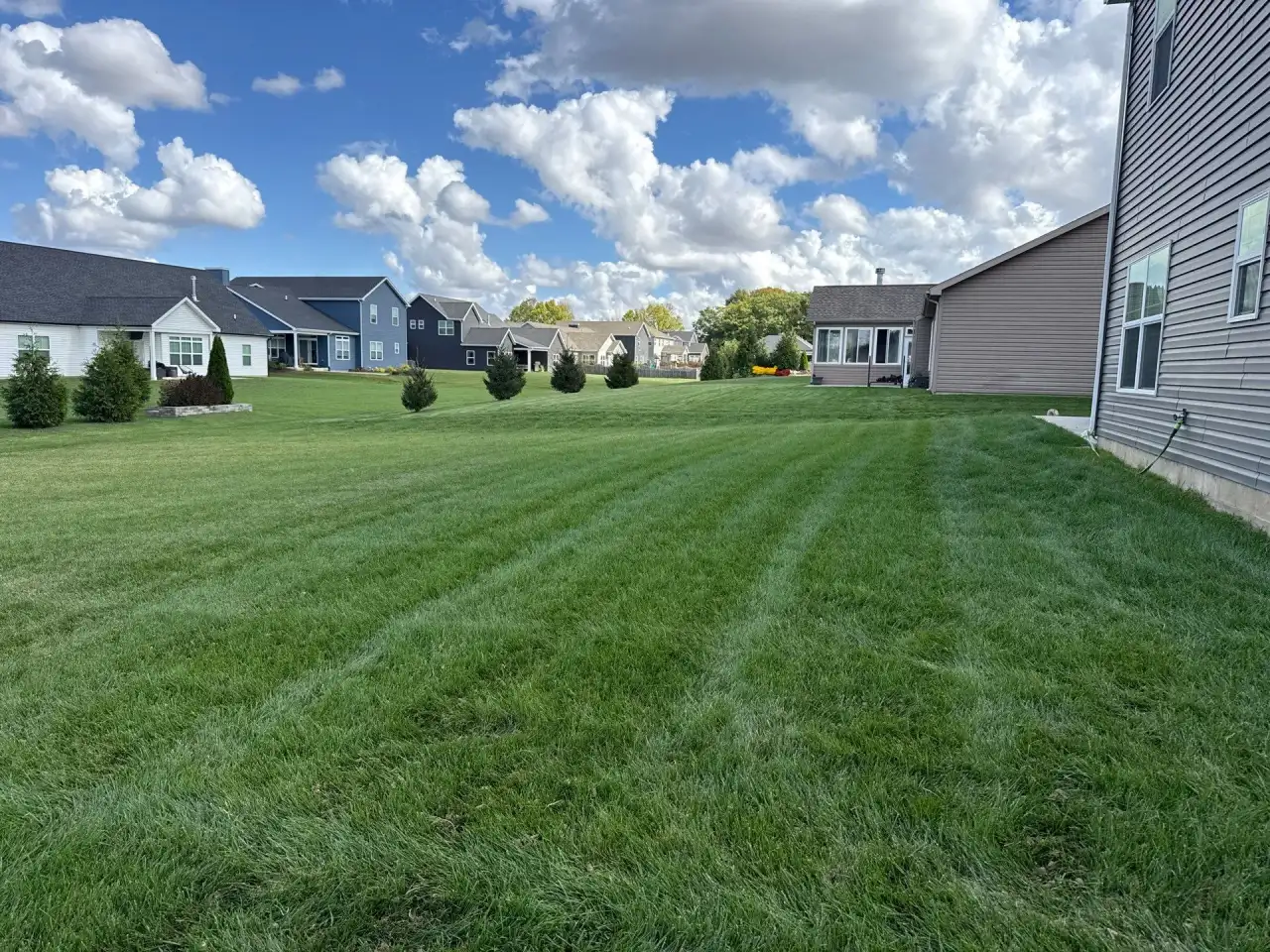Striped backyard lawn in a Lafayette, Indiana neighborhood under puffy clouds