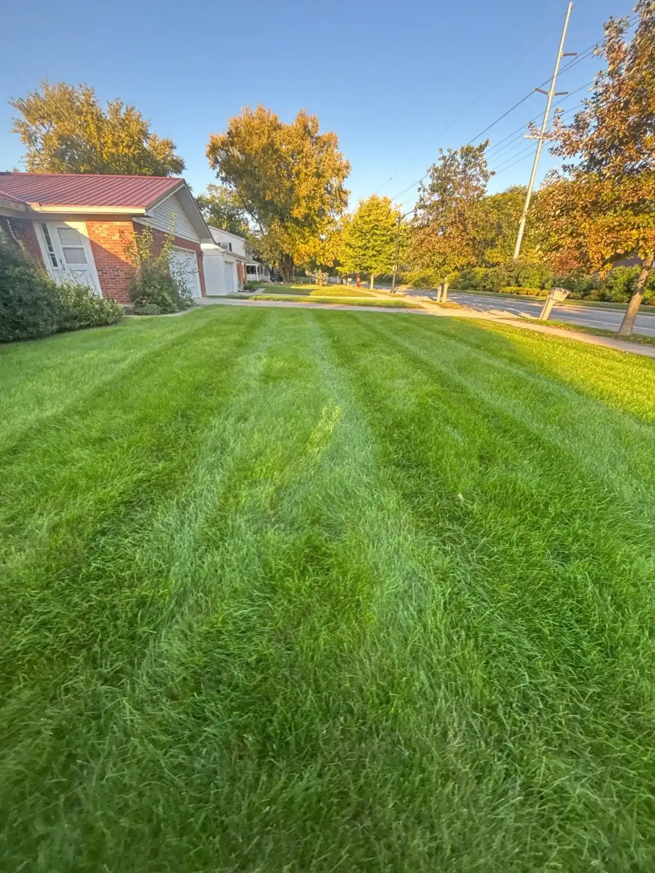 Striped front lawn with fall color in West Lafayette, Indiana