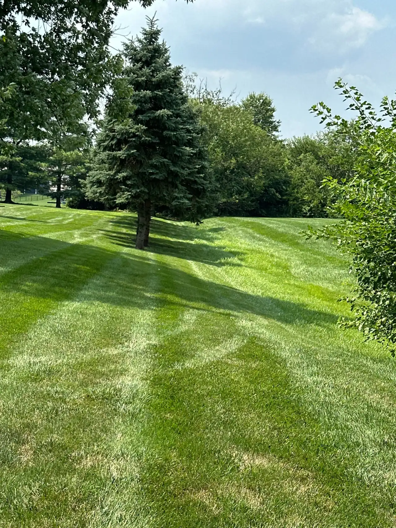 Striped lawn running toward a blue spruce and a wooded hillside in Westfield, Indiana