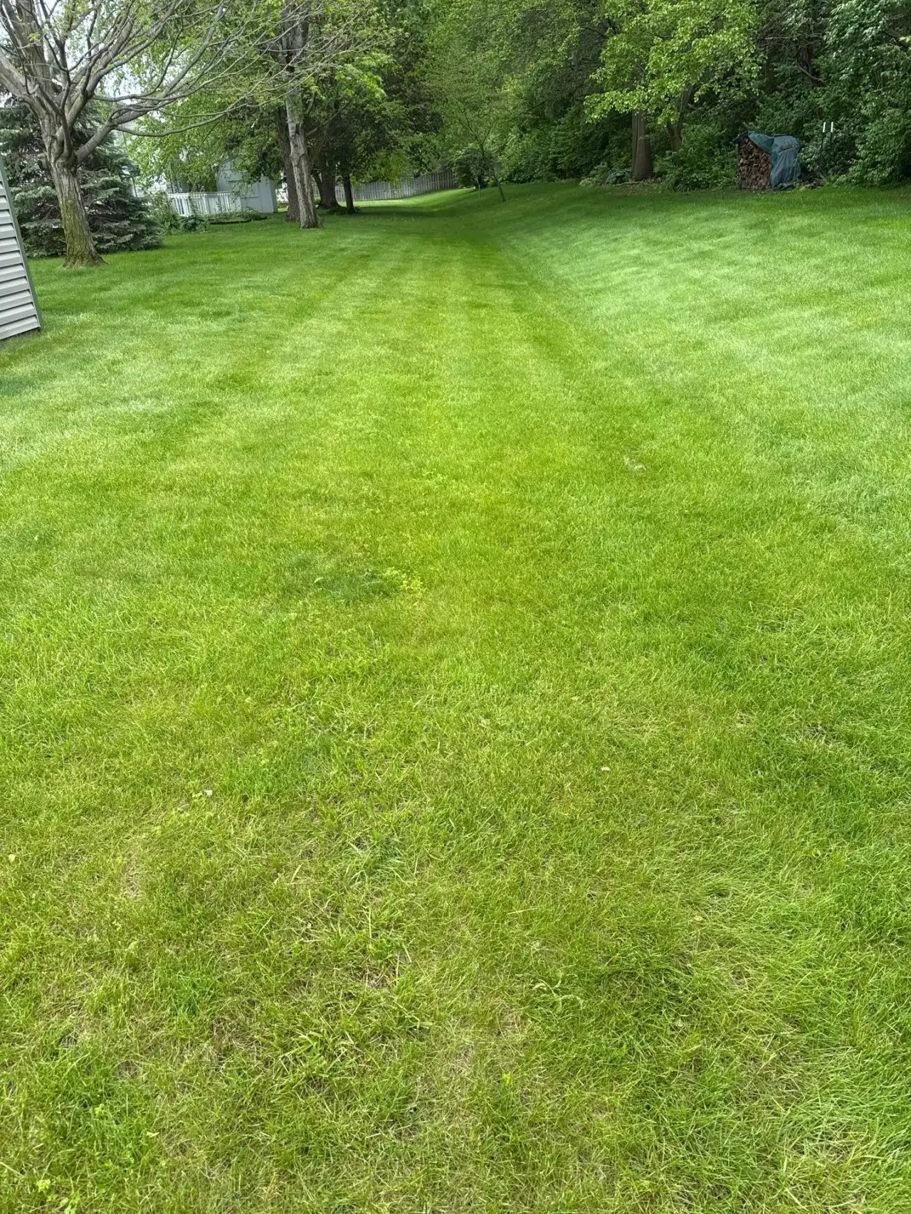 Striped lawn running toward a line of trees in Lafayette, Indiana