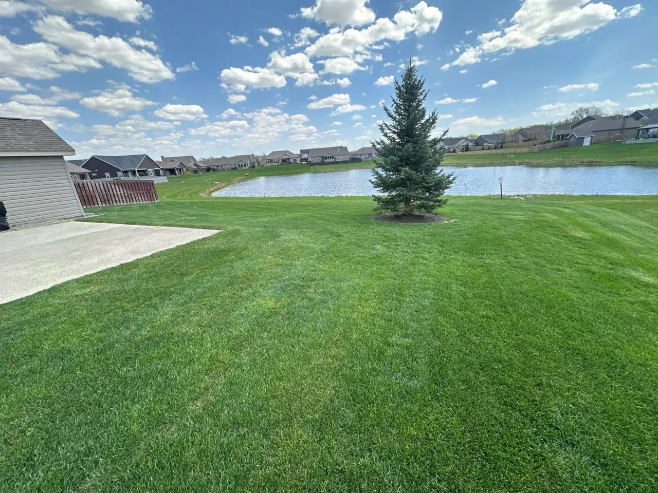 Striped lawn beside a neighborhood pond and blue spruce in Lafayette, Indiana