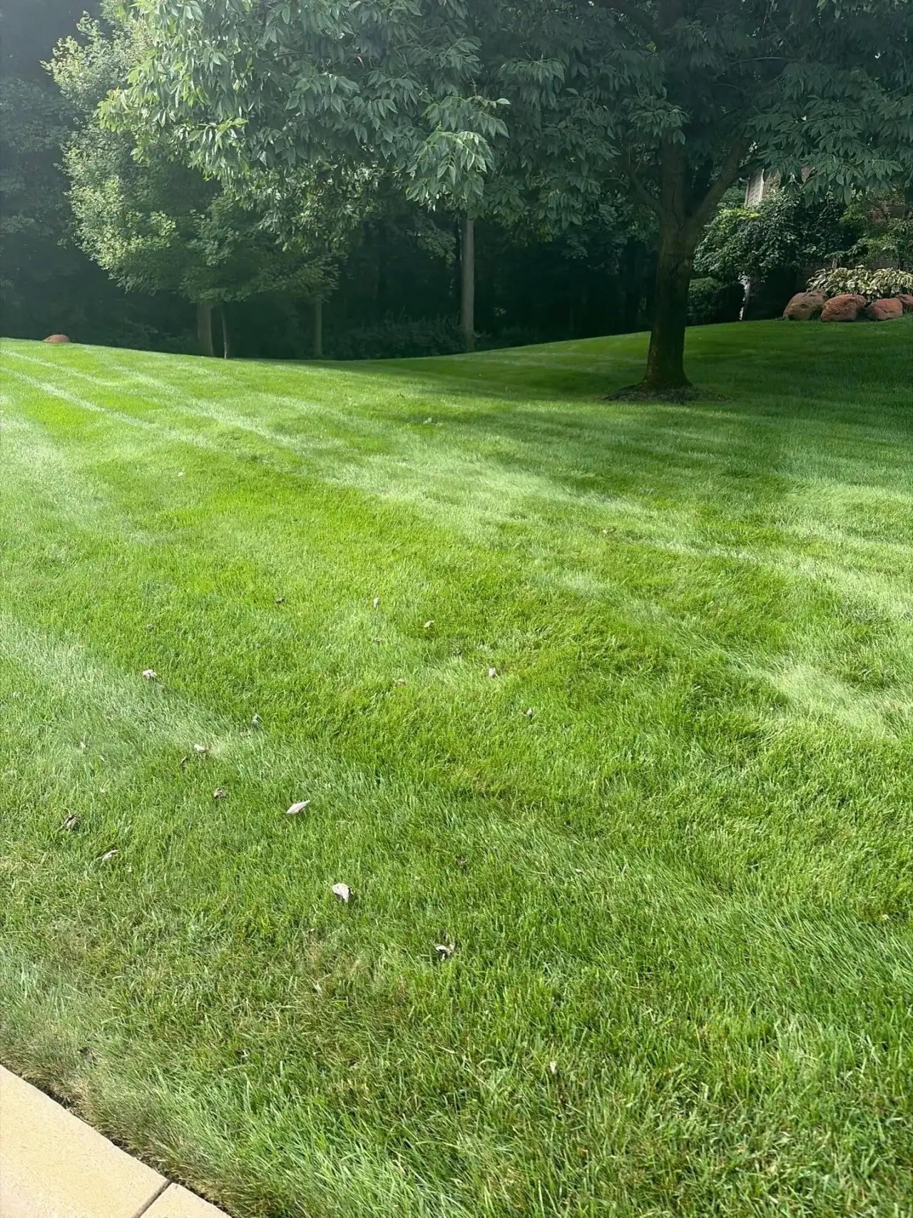Striped lawn curving toward a tree line in Lafayette, Indiana