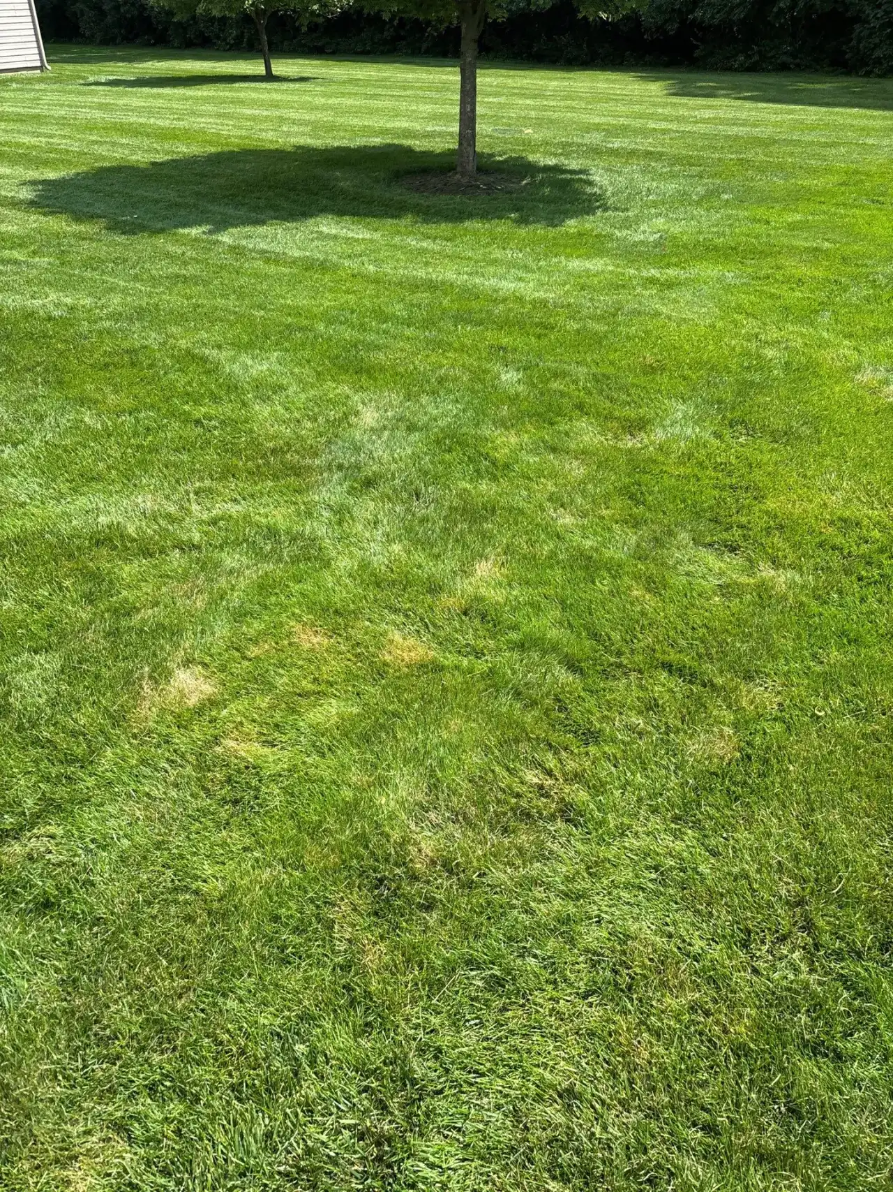 Striped lawn with the shadow of a shade tree in Lafayette, Indiana