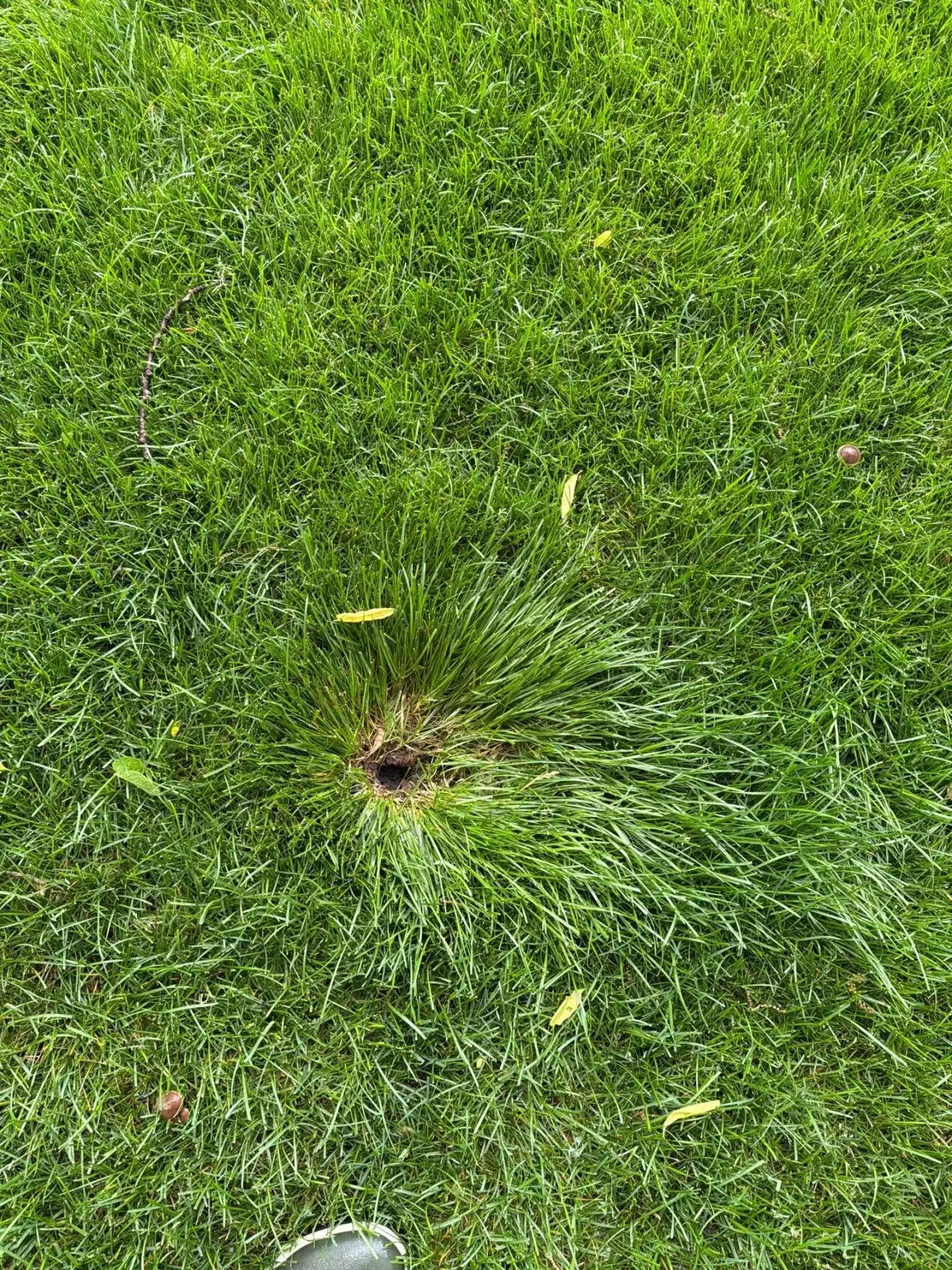 Sprinkler head sunk below the grass in a Lafayette, Indiana lawn