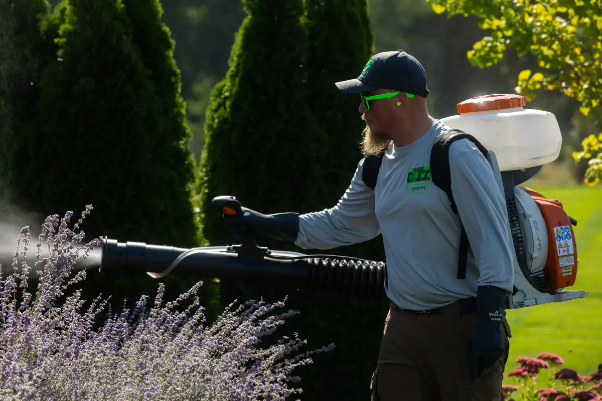 Technician fogging a lavender bed and arborvitae with a backpack mist blower