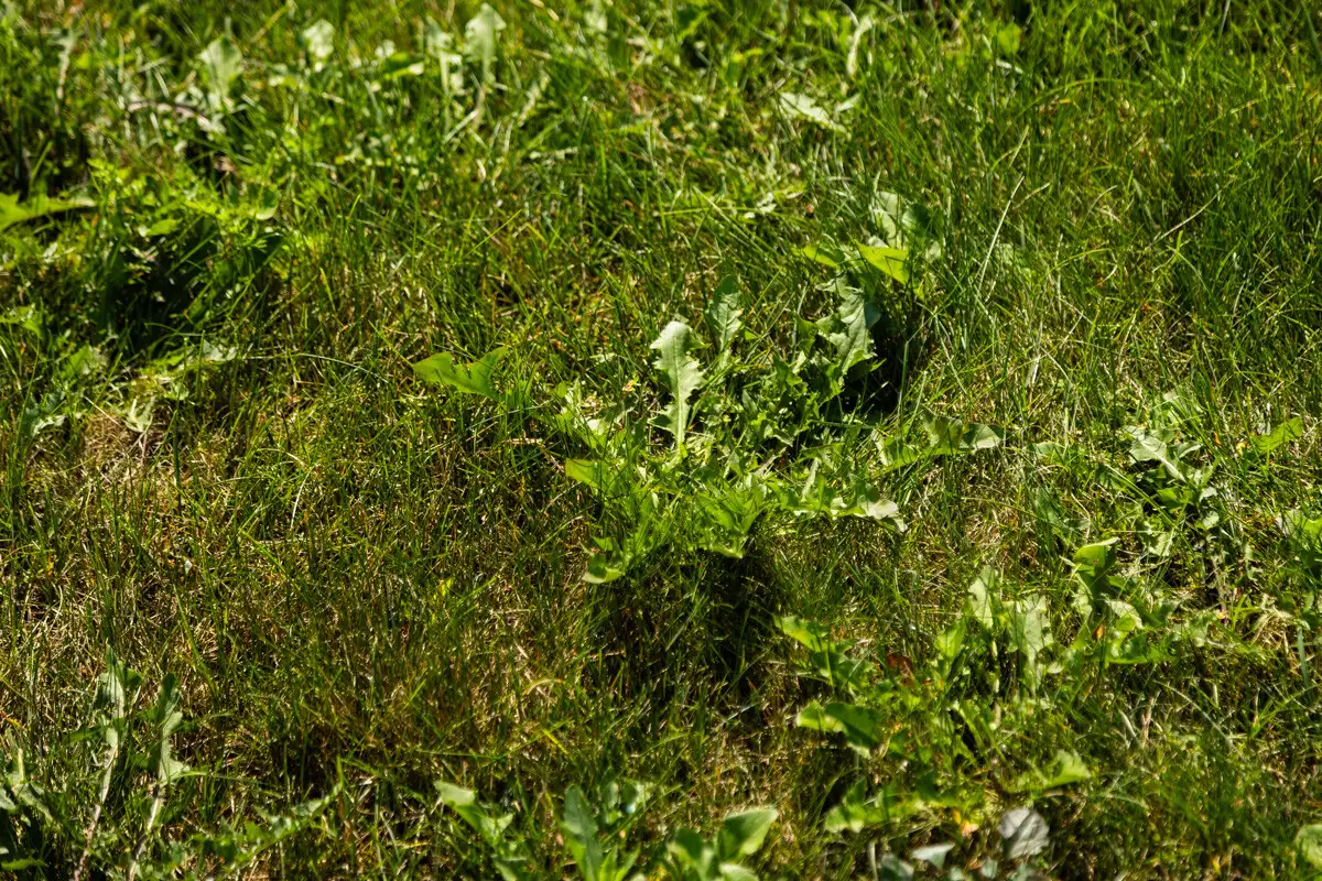 Dandelion weeds crowding a patch of grass