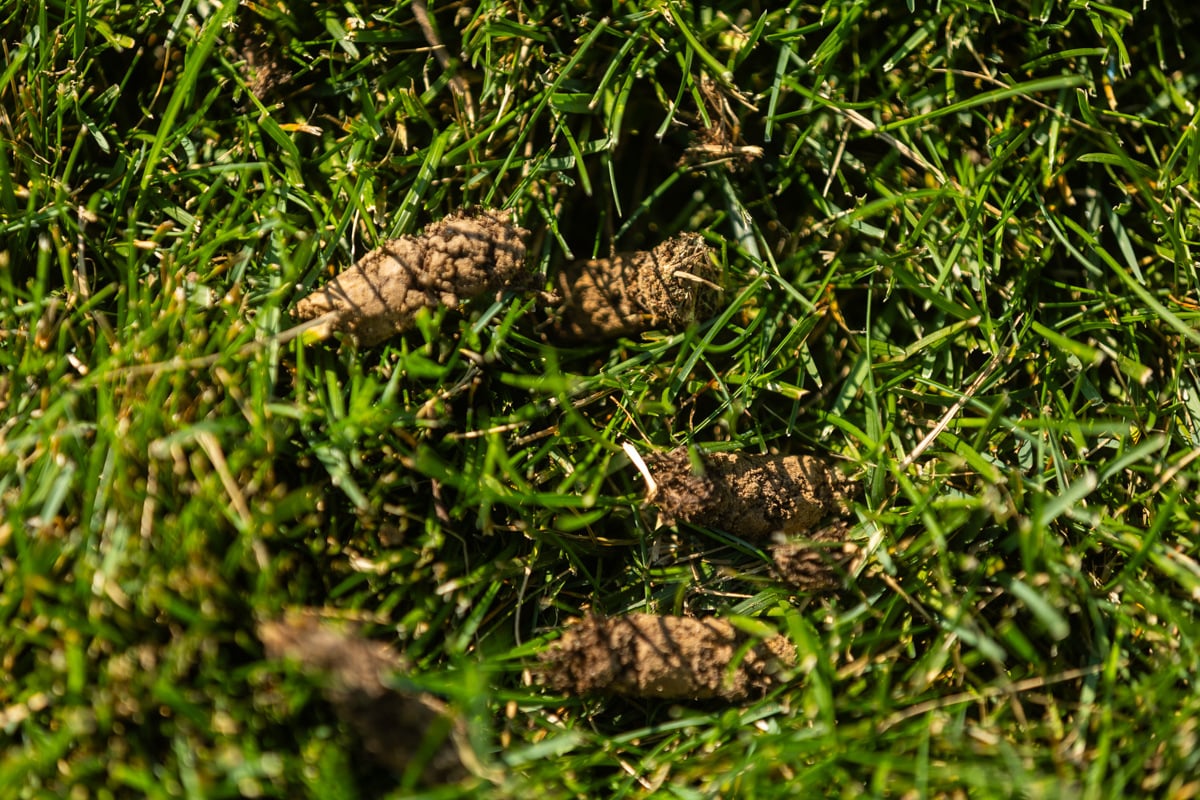 clos up of soil plugs left behind in the grass after being aerated in the fall to relieve soil compaction