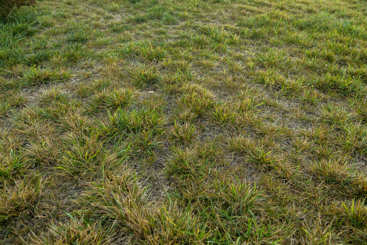 a patchy lawn resulting from failed spring seeding