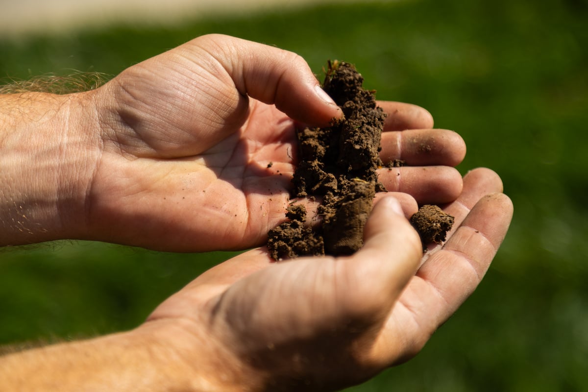 closeup of soil plugs being manually examined to determine the type and condition of the soil