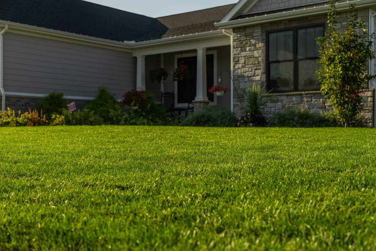 beautiful healthy turf lawn in indiana