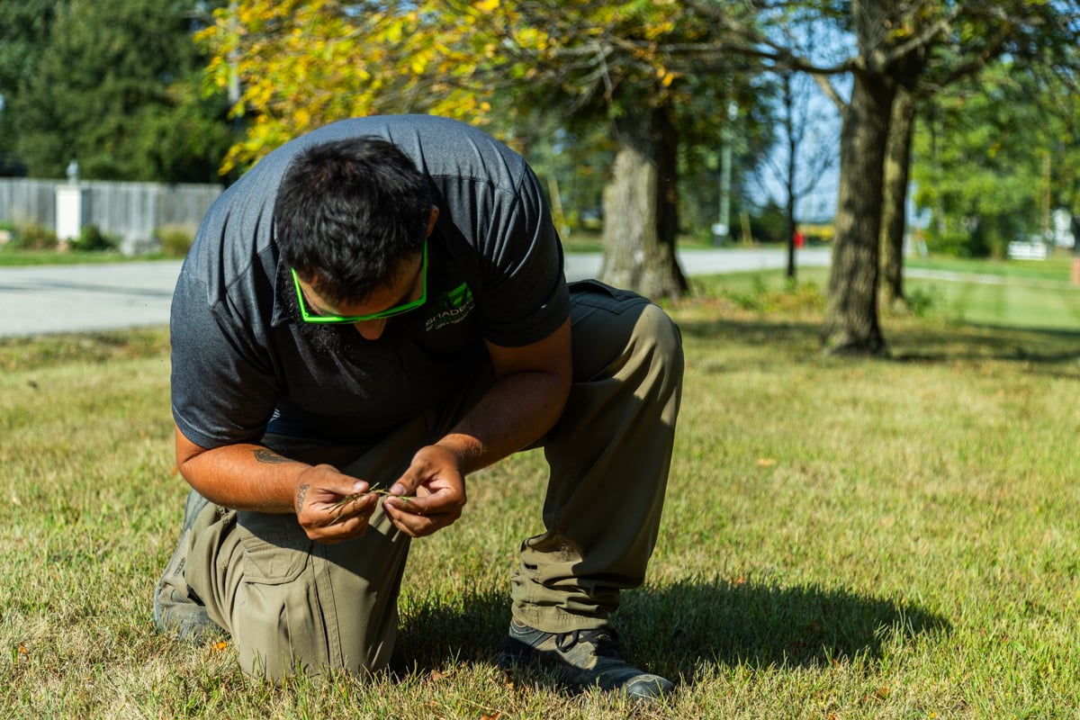 lawn tech identifying lawn weeds