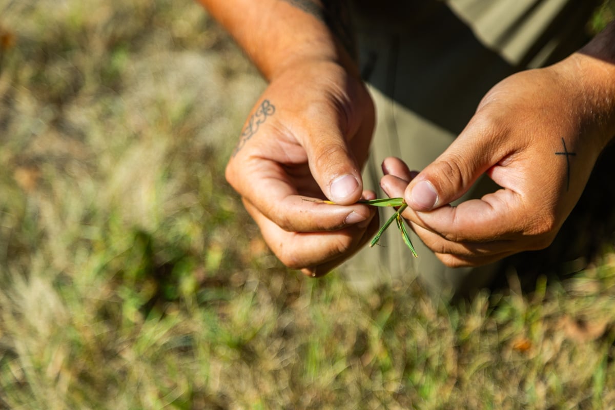 inspecting struggling grass planted in spring