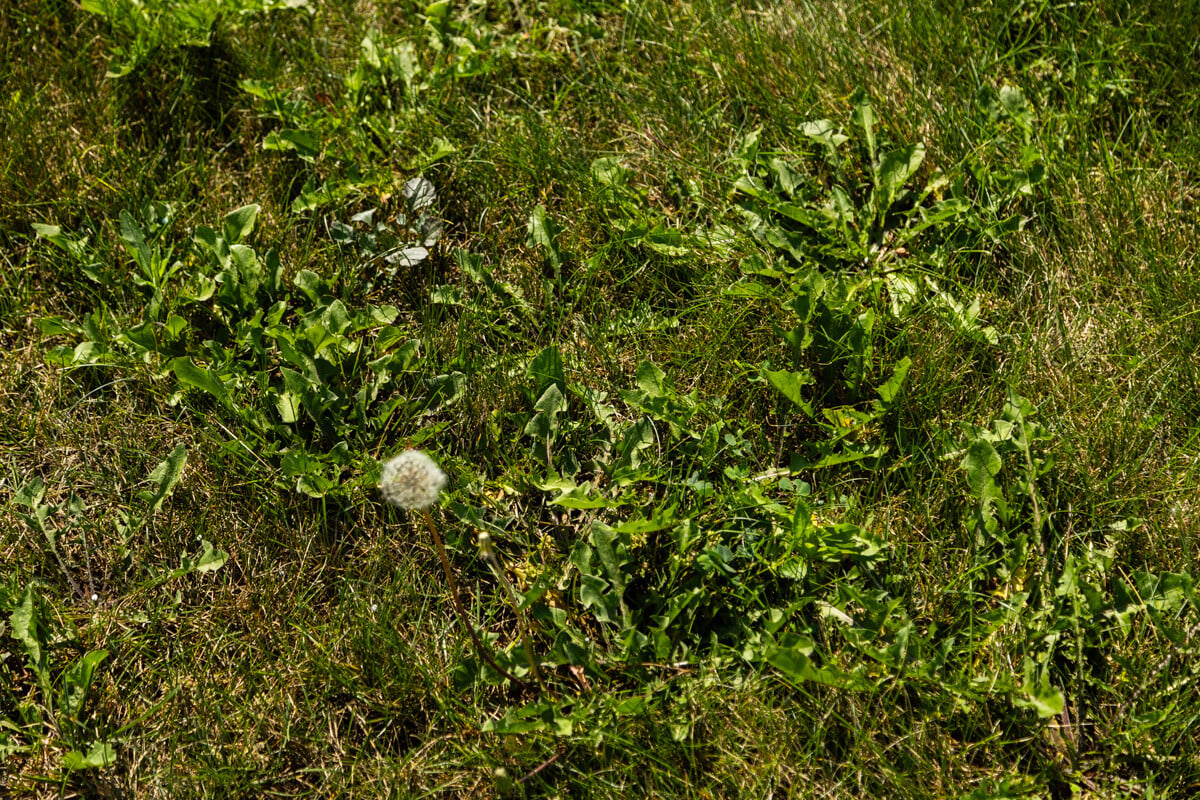 dandelions in grass