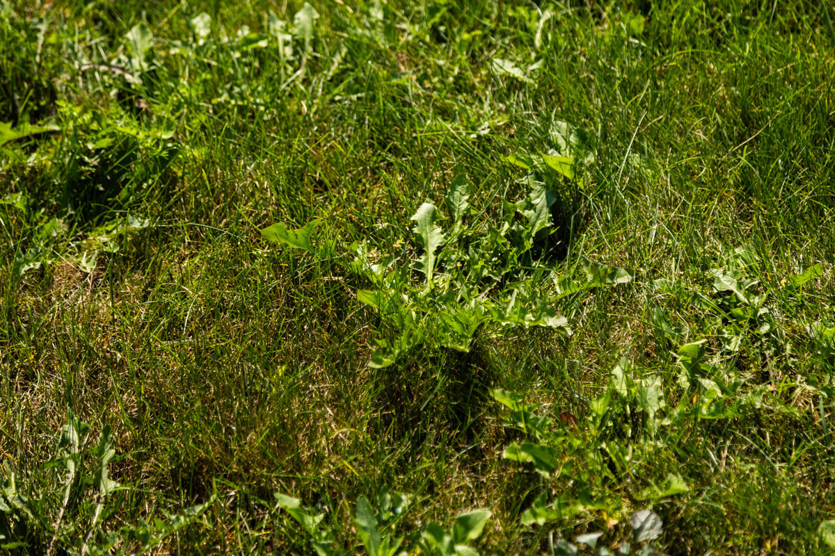 a closeup of dandelion weeds growing in a lawn 