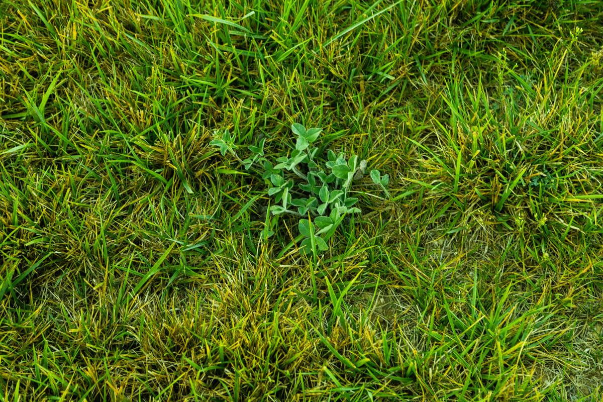 weeds growing in lawn