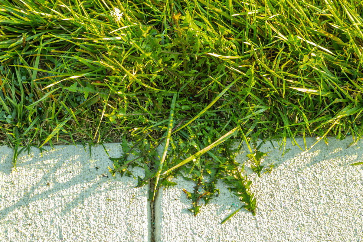 weeds overtaking grass