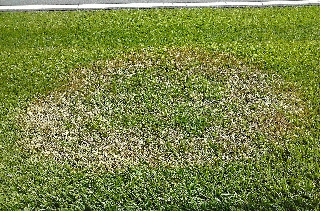 an example of brown patch lawn disease on grass