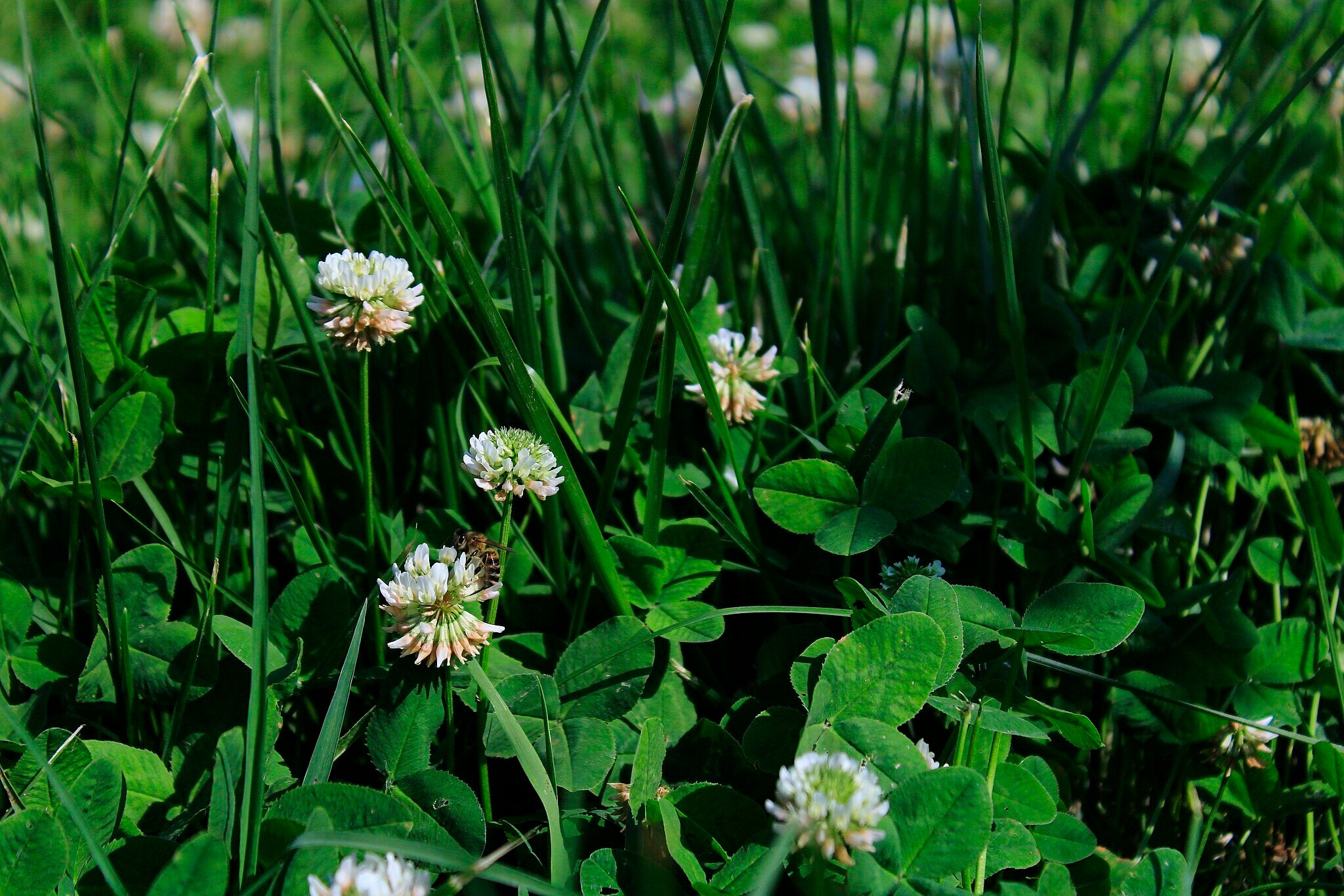 clover weed