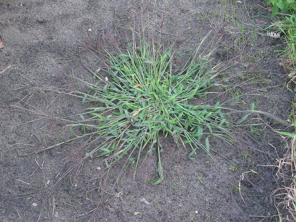 Crabgrass weed