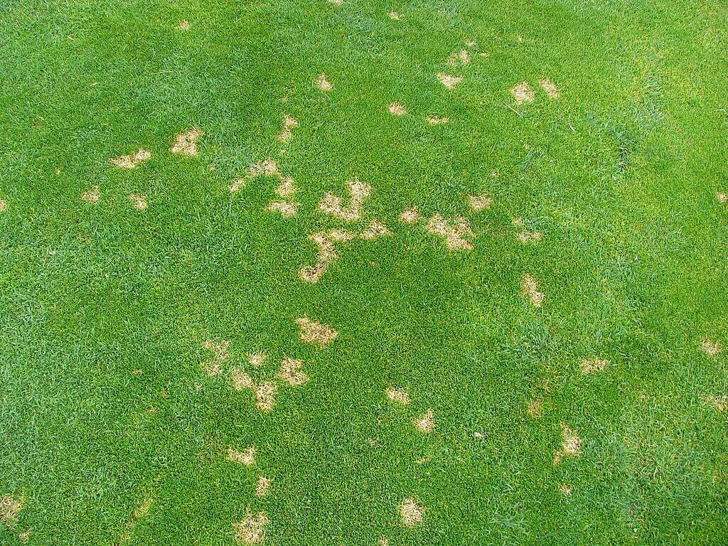 example of dollar spot lawn disease on turf grass