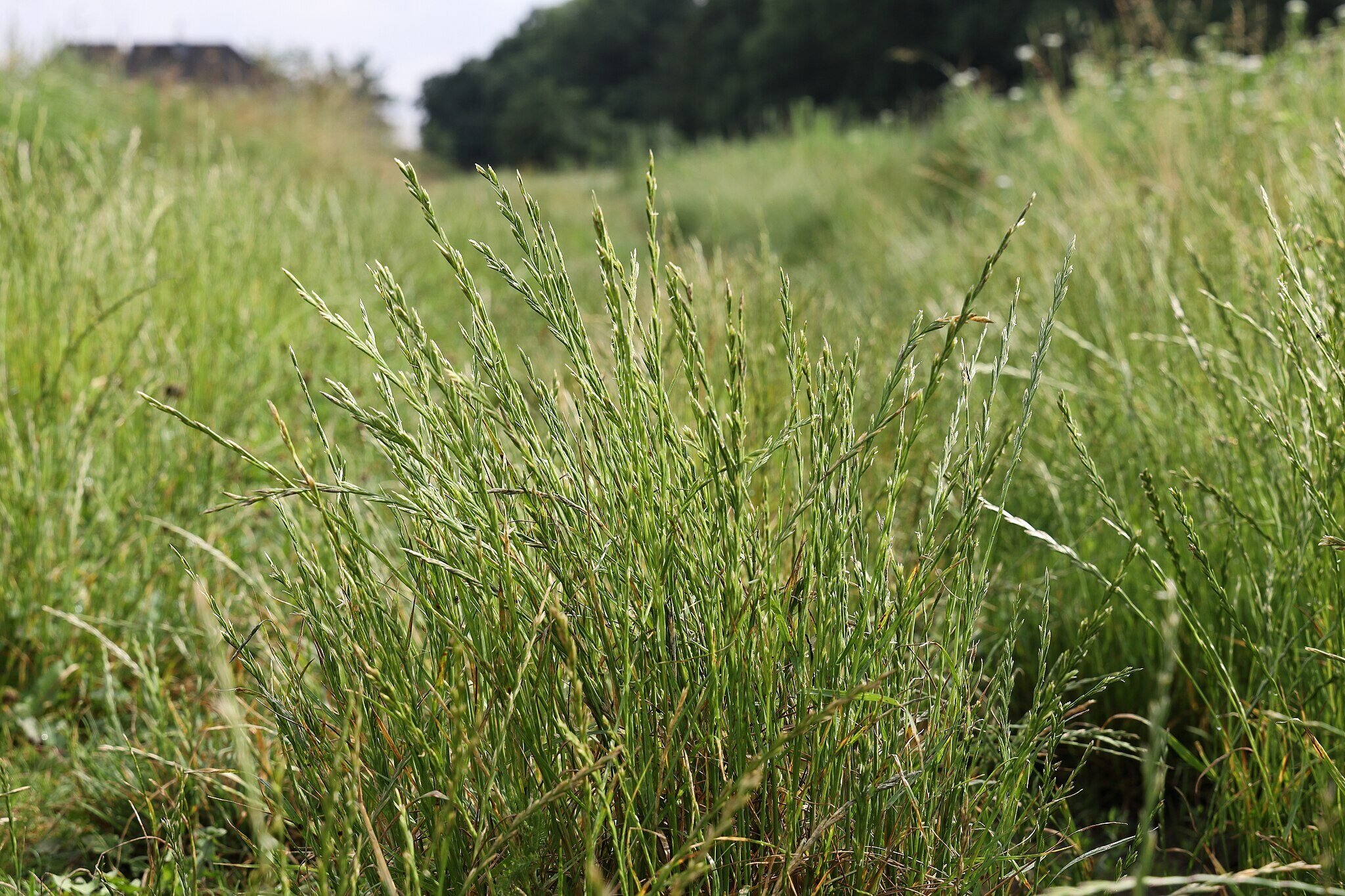 Perennial Ryegrass