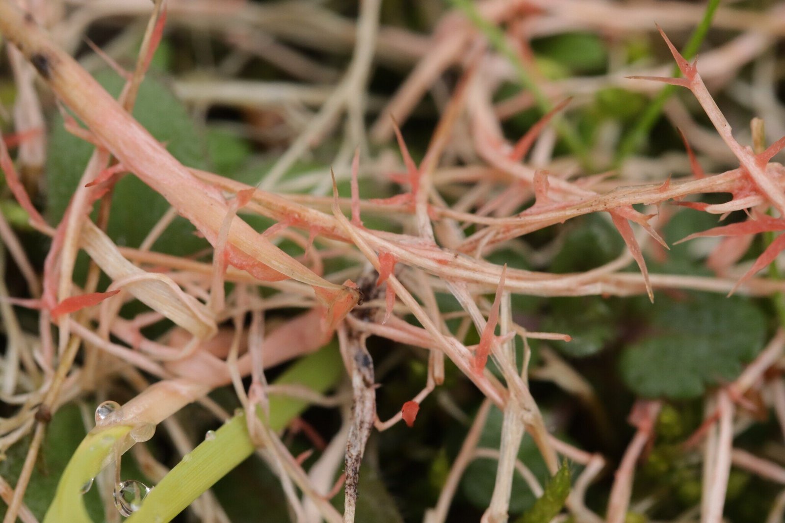 a closeup of what red thread lawn disease can look like on the blades of grass in your lawn