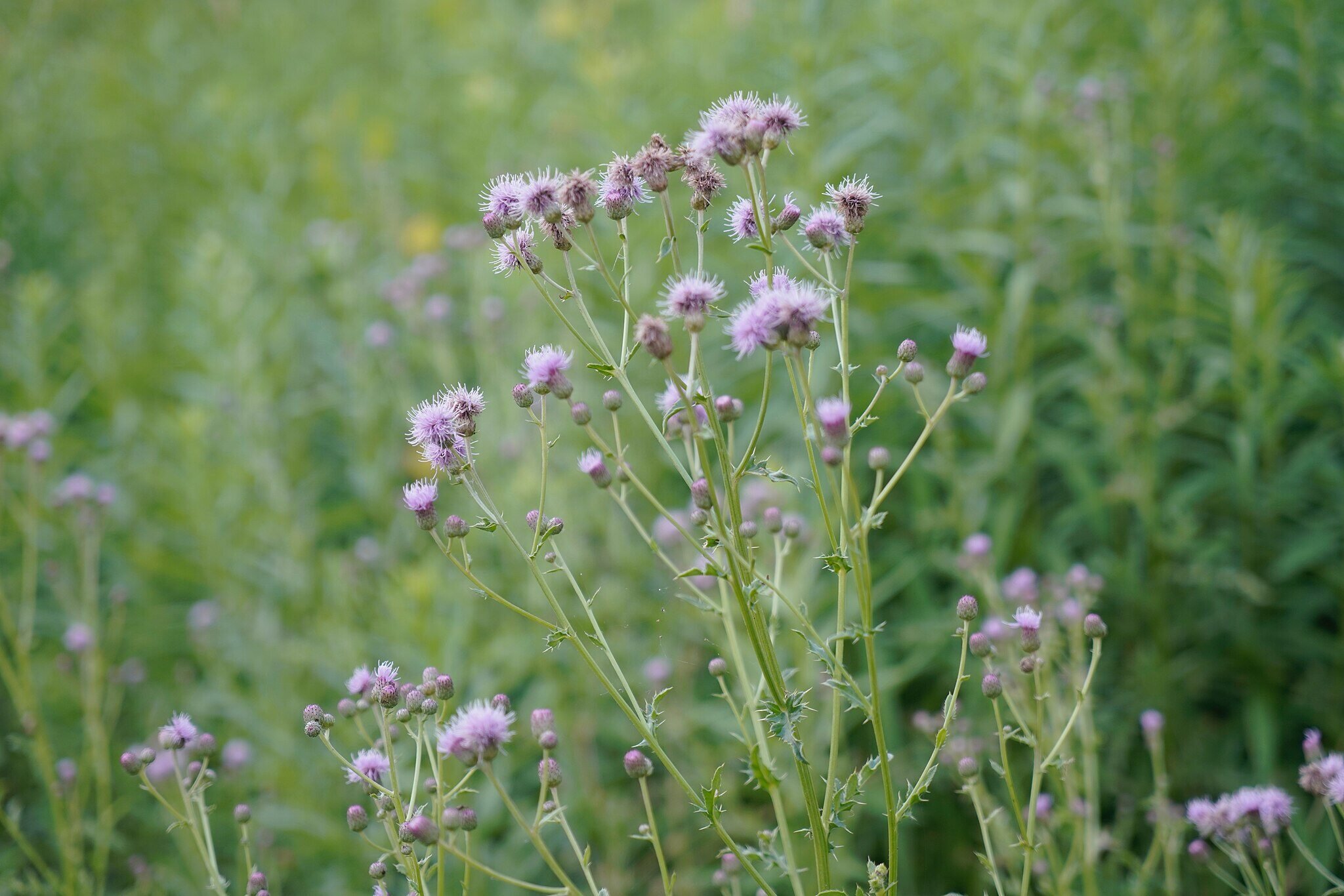 thistle weed