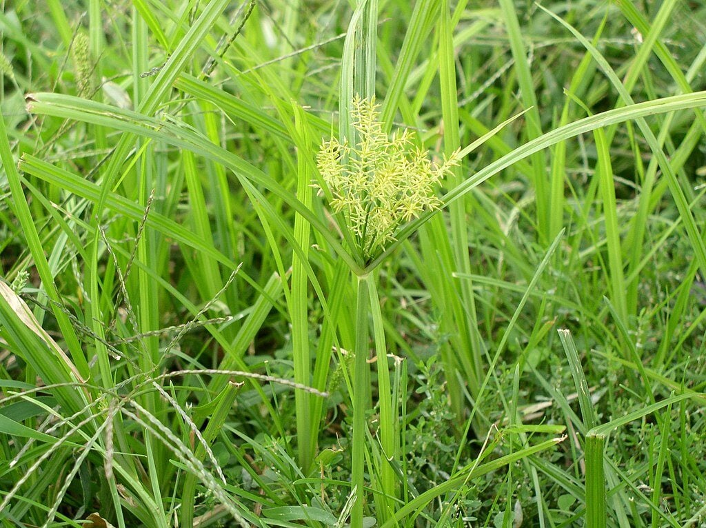 Yellow Nutsedge lawn weed