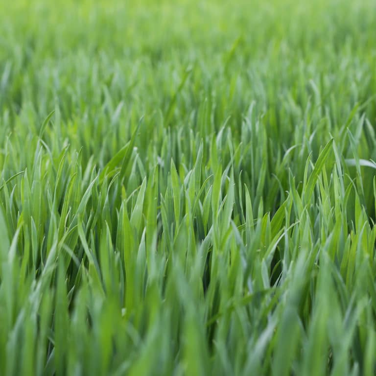 up close of grass blades