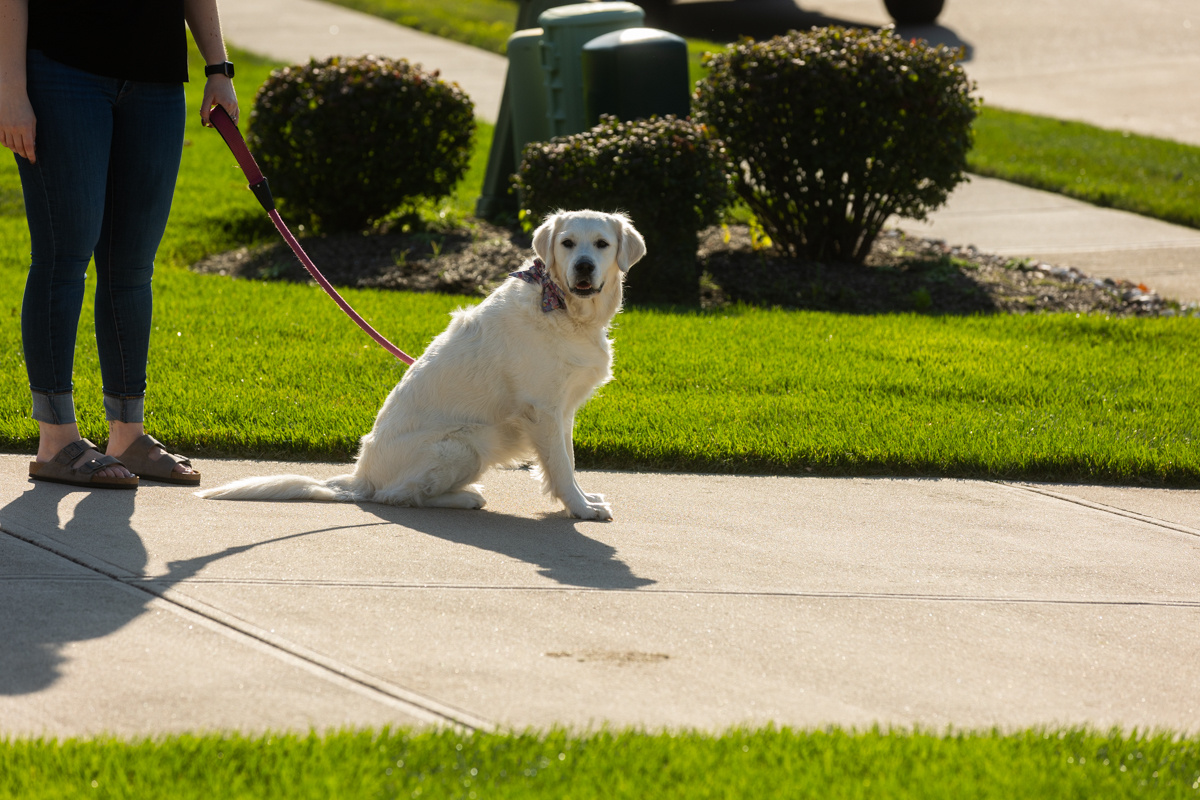 client dog pet lawn 3