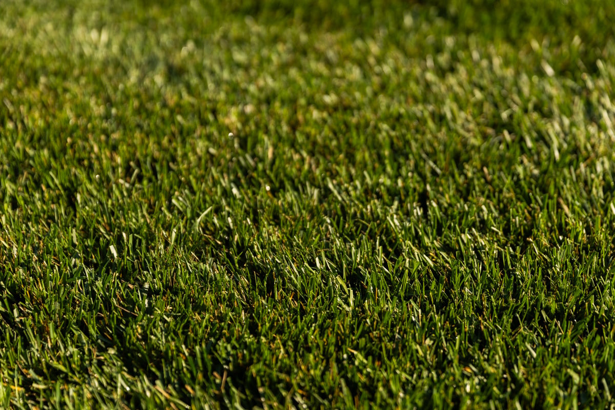 detail grass blades lawn