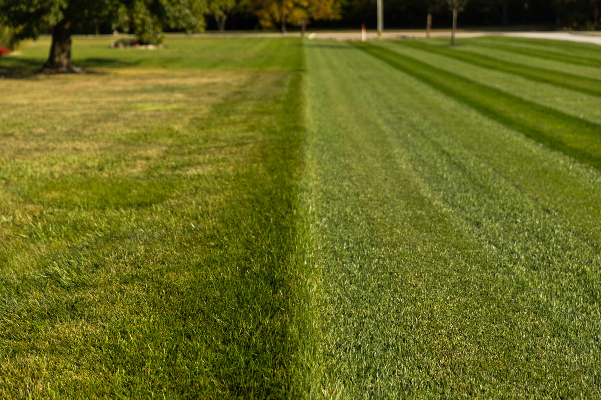 DIY versus Professional Lawn Care Results