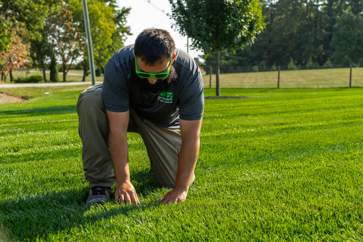 technician nice grass lawn turf inspection