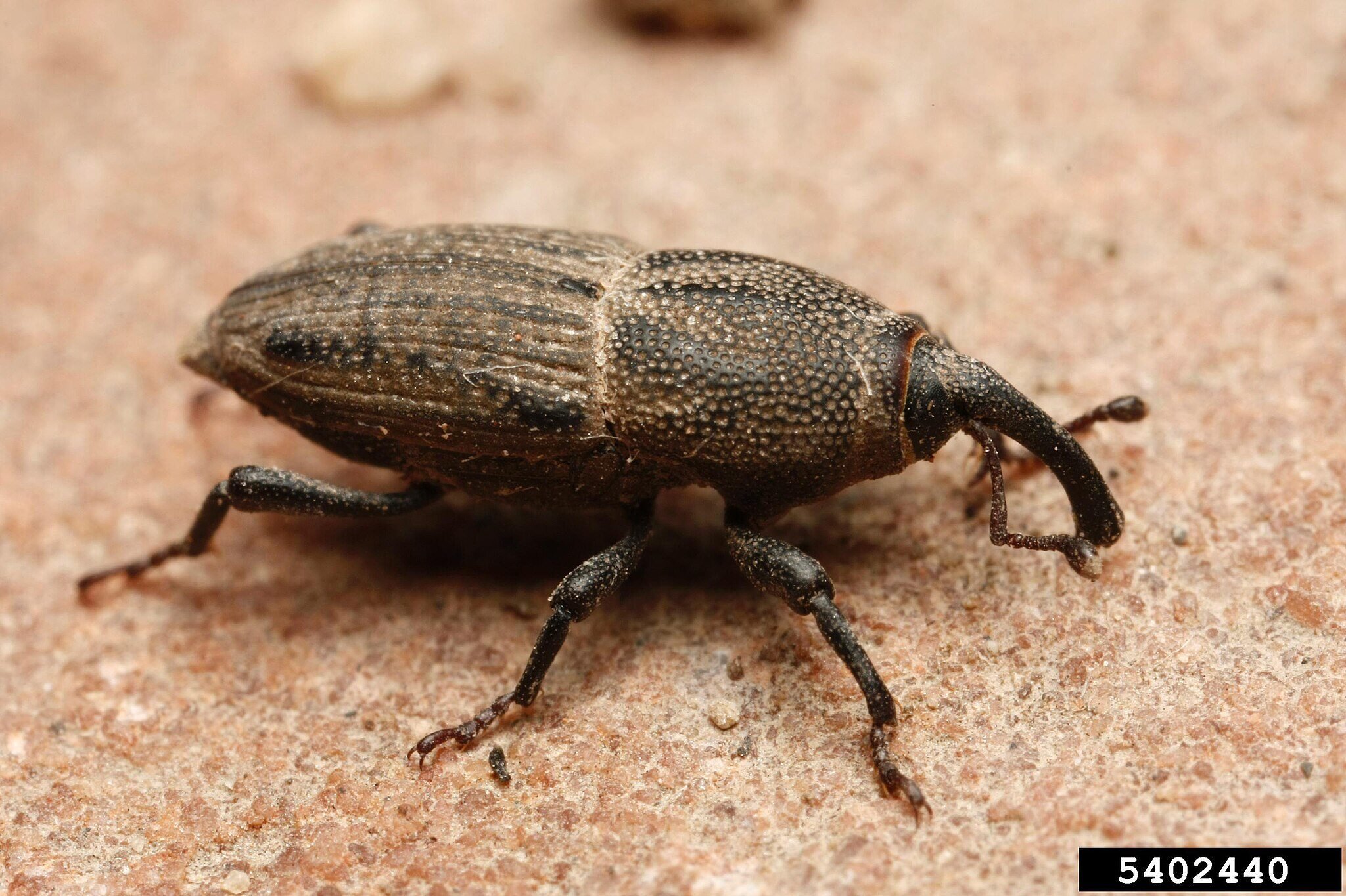 detailed image of a bluegrass billbug