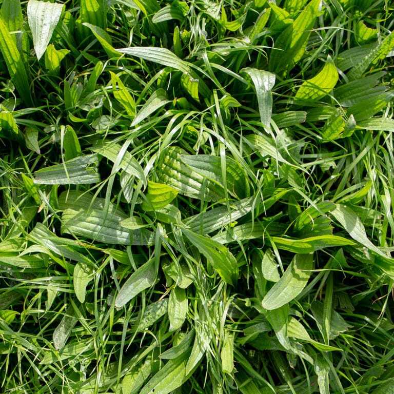 close-up of broadleaf weed in grass