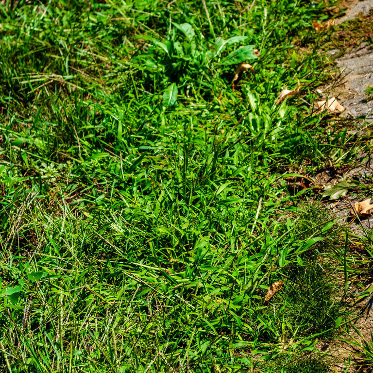 up-close of crabgrass in lawn