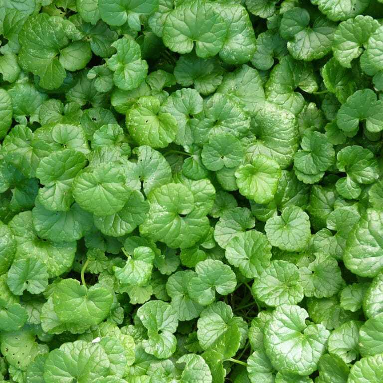 up close of ground ivy