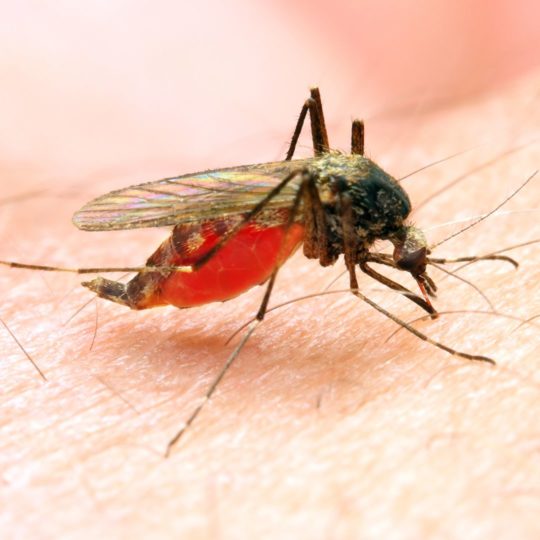 Mosquito Prevention: Steps You Can Take