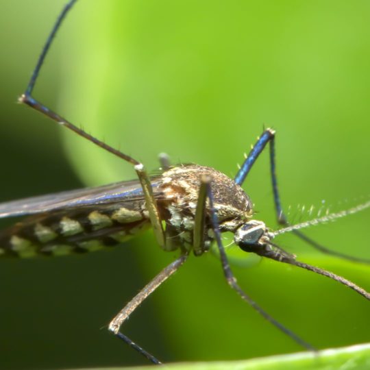 5 Plants That Naturally Repel Mosquitoes