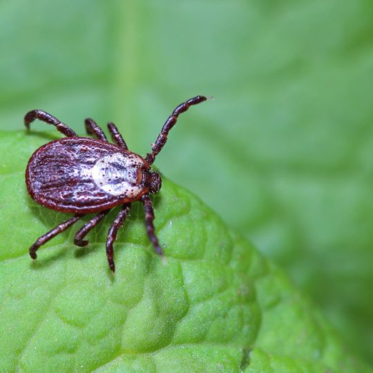 How to prevent ticks in your lawn this summer