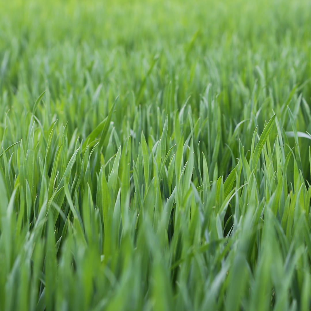 What Type of Grass Do You Have? · Shades of Green Lawn & Landscape