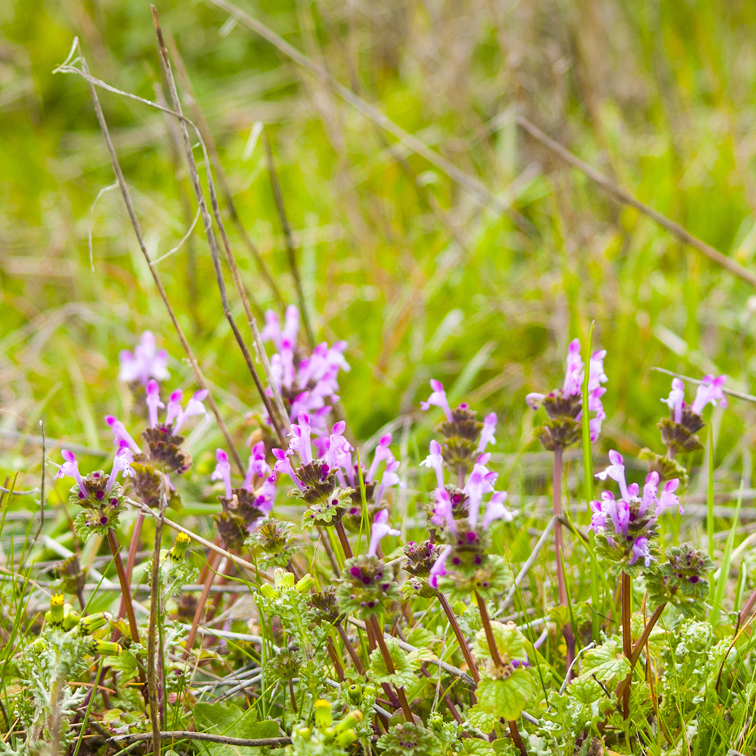 purple flowers in grass