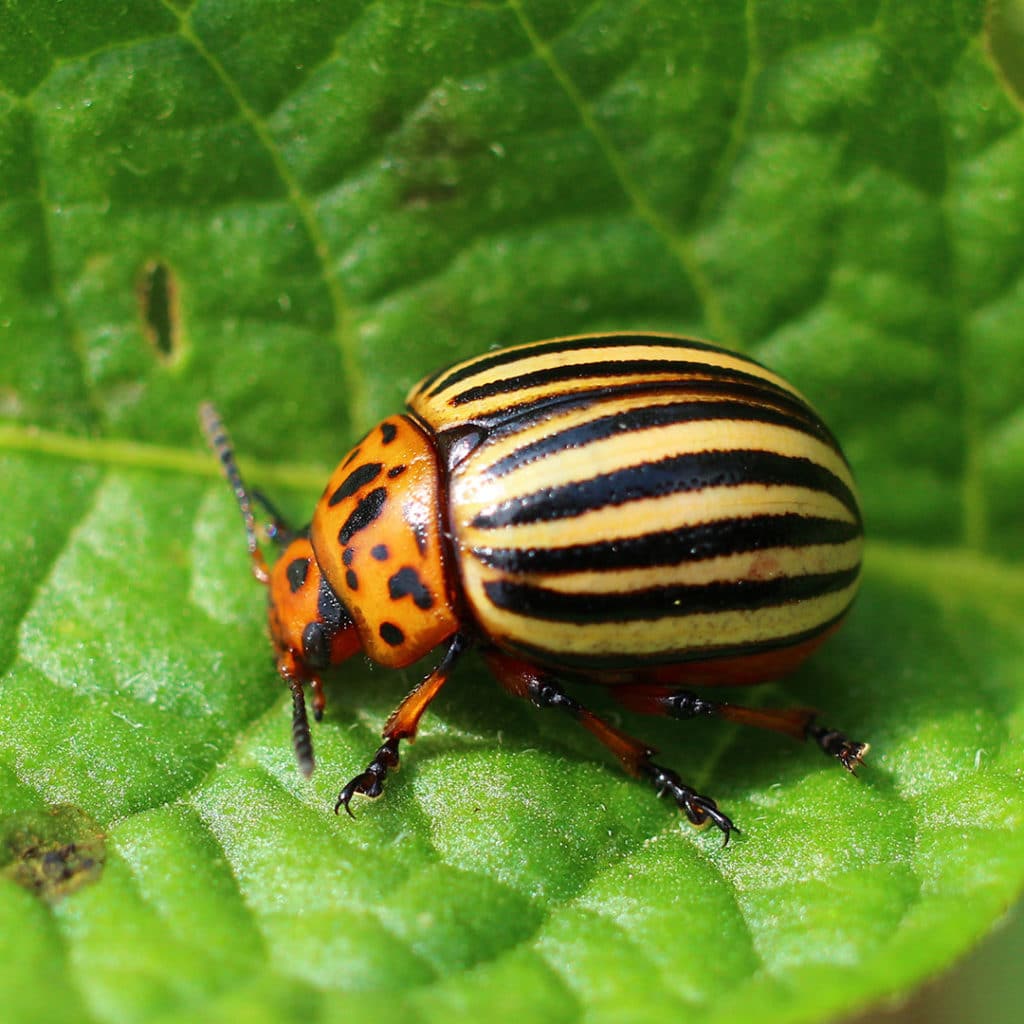 List 97+ Pictures picture of a potato bug Superb