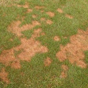 Pythium Blight · Shades of Green Lawn & Landscape