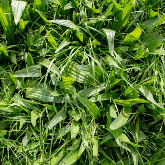 Broadleaf Weeds vs Grassy Weeds