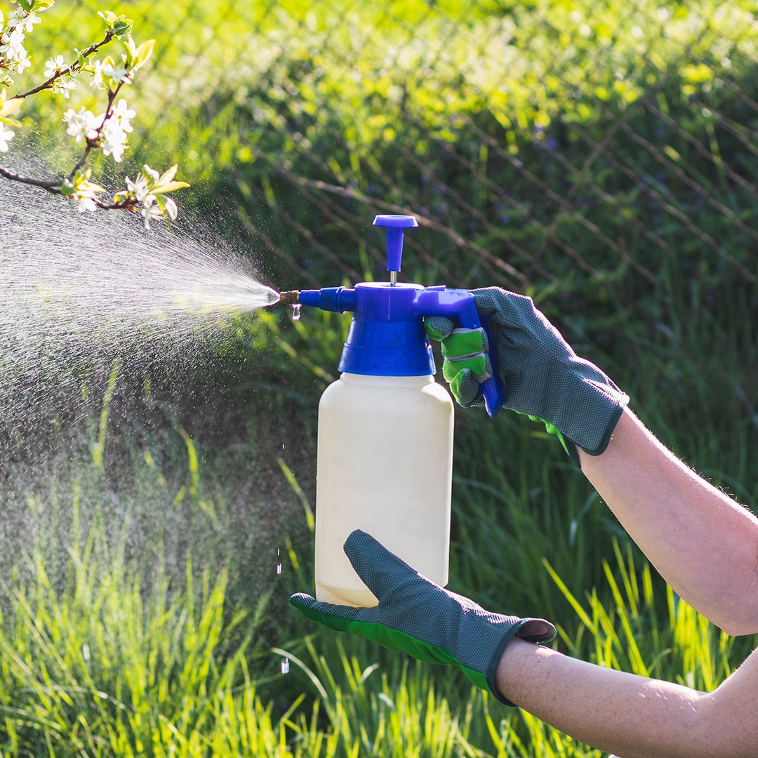 insecticides and pesticides for plants