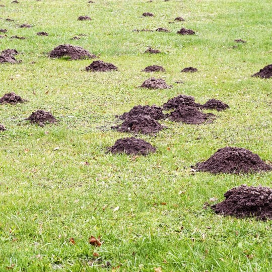 Mole mounds